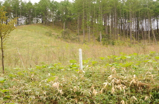 平成23年度に植樹された場所