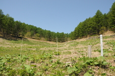 平成29年に植樹した場所