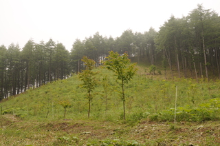 過去に植樹された場所