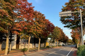 標茶中学校の紅葉