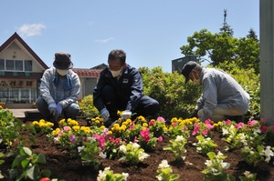 標茶町花いっぱいコスモス推進会議の皆さんと花植えをしました