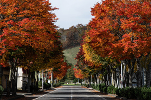 標茶中学校の紅葉が見ごろです