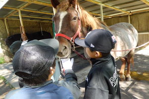 ふるさと教育馬2