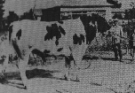 種牛マッキンレー号の写真