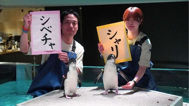 キタイワトビペンギンシベチャ