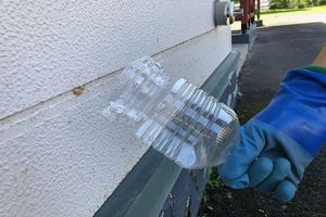 マイマイガ駆除