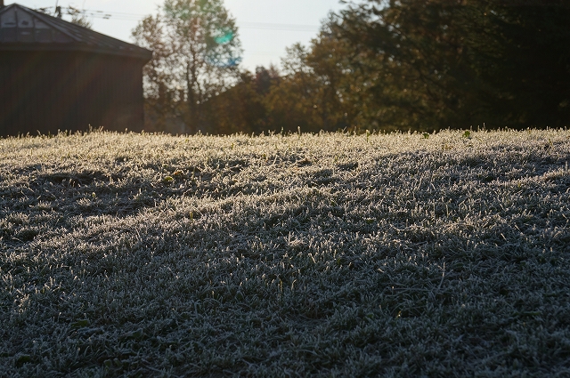 霜が降りる駒ヶ丘公園の芝の写真