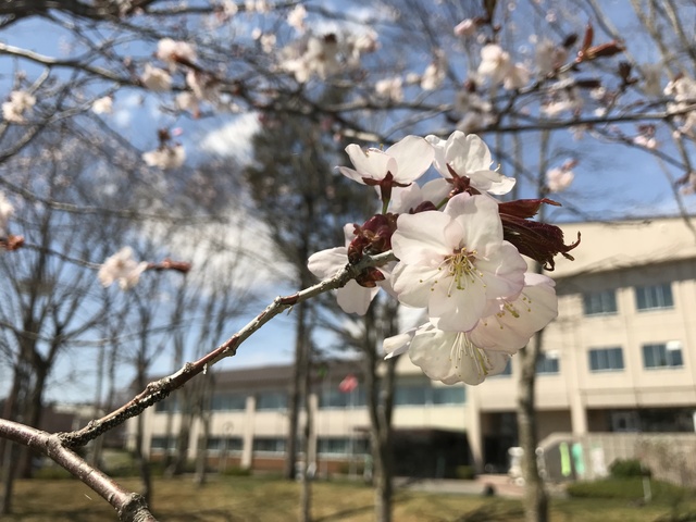 桜開花