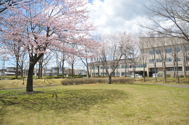 桜が開花しました