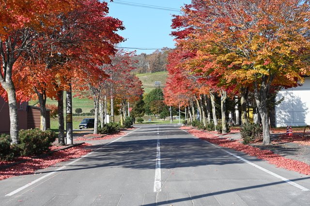 標茶町発、紅葉