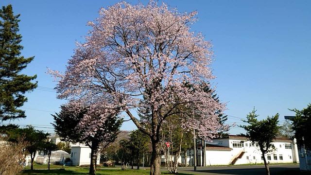 桜が開花しました