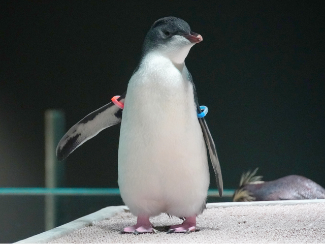 ペンギン(シベチャ)
